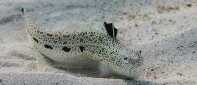 weever fish|Weever Fish Facts .